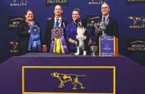 Poetry In Motion: “Prove It” Electrifies Westminster’s Agility Championship