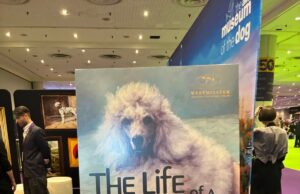 A Sport Built on Four Legs: Inside the Westminster Dog Show